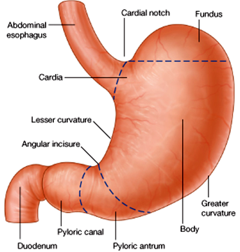 Stomach and Duodenum - Radiology Made Easy